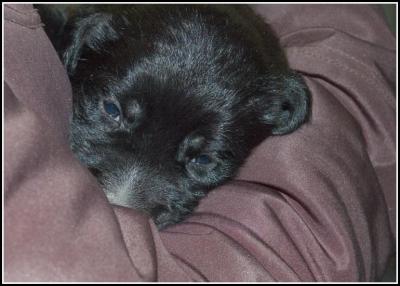 Smudge (Rosie) - 18 days
