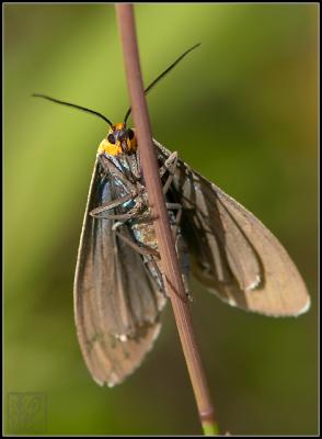 virginia ctenuchid moth