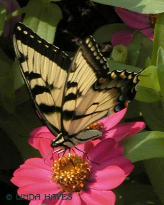 Tiger Swallowtail 001