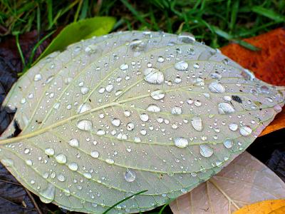 dogwood leaf