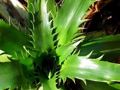 eryngium agavifolium white