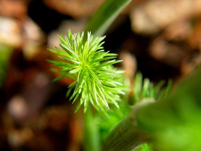 fennel