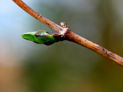 honeysuckle