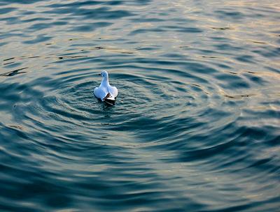 gull