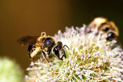 sea holly and bee