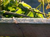 frost