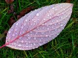 red dogwood leaf