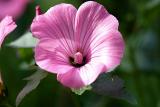 annual lavatera