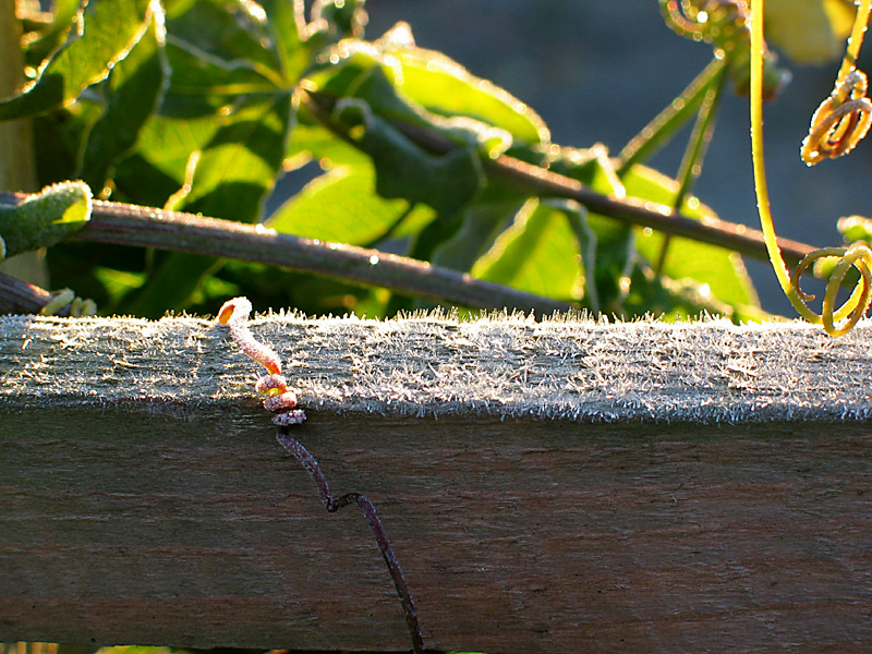 frost
