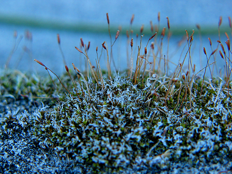 moss