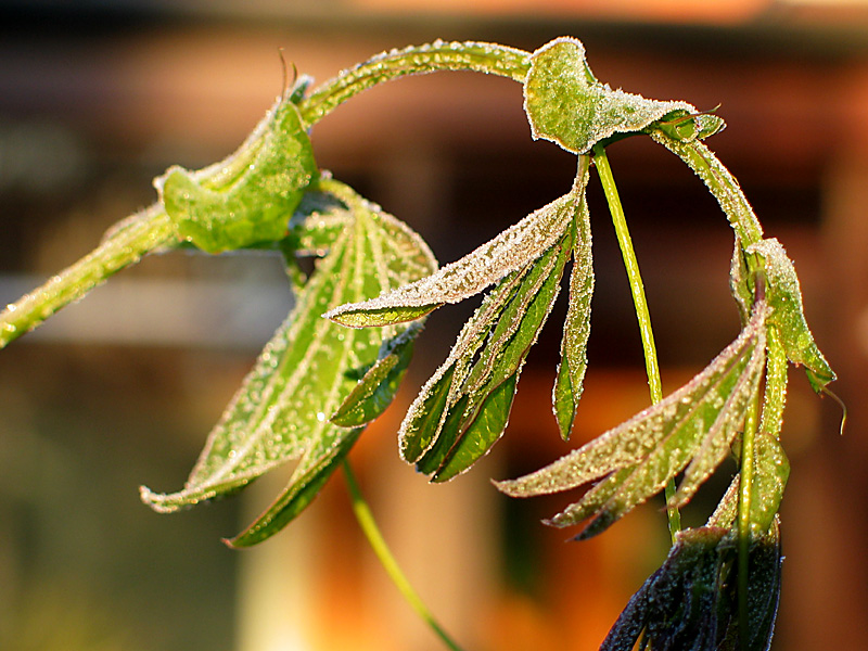passion flower leaves