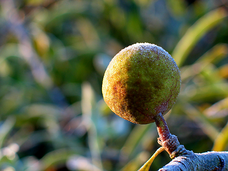 weeping pear