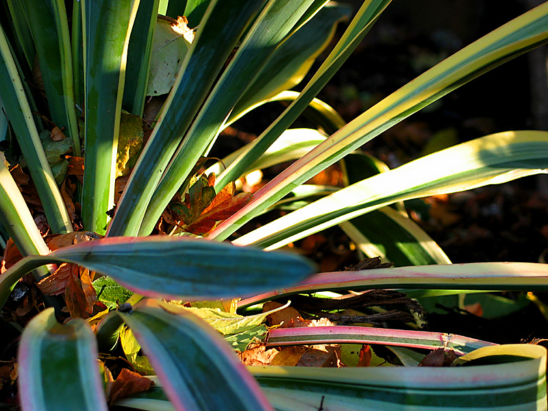 yucca