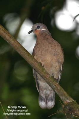 White-eared Brown-dove 
(a Philippine endemic)

Scientific name - Phapitreron leucotis 

Habitat - Common in a wide range, from second growth to montane forest to 1600 m. 


