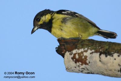 Elegant Tit
(a Philippine endemic)

Scientific name - Parus elegans

Habitat - Common from lowland to montane mossy forest.