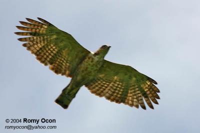 Oriental Honeybuzzard

Scientific name - Pernis ptilorhynchus

Habitat - Common, seen soaring above or near forest below 1500 m.