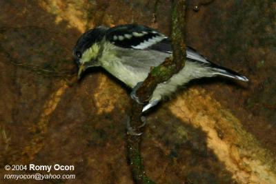 Elegant Tit 
(a Philippine endemic) 

Scientific name - Parus elegans 

Habitat - Common from lowland to montane mossy forest.
