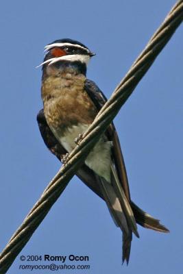 Whiskered Treeswift 

Scientific name - Hemiprocne comata 

Habitat - Fairly common at forest edge or in new clearings.
