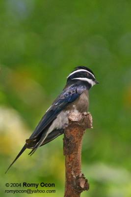 Whiskered Treeswift 

Scientific name - Hemiprocne comata 

Habitat - Fairly common at forest edge or in new clearings.
