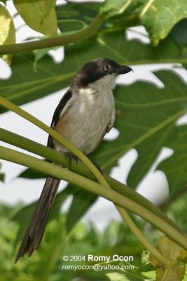 Long-tailed Shrike 

Scientific name - Lanius schach 

Habitat - Common in open country and scrub where it perches conspicuously on bushes and dead trees, at all elevations.
