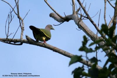 Pink-necked Green-Pigeon

Scientific name - Treron vernans 

Habitat - Uncommon, in lowlands from mangroves, cultivated areas and forests. 
