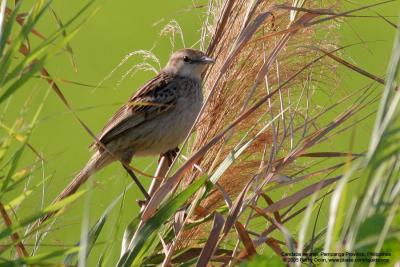 Striated Grassbird

Scientific name - Megalurus palustris

Habitat - Grasslands, ricefields and open country.

[400 5.6L + Tamron 1.4x TC]