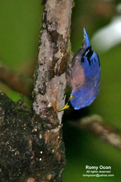 Sulphur-billed Nuthatch