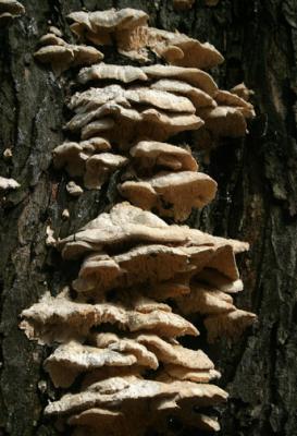 Lovely-Tree-Fungus.jpg