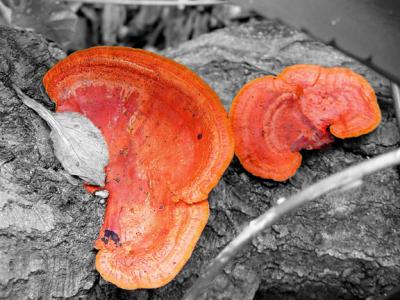 Orange-Fungus.jpg