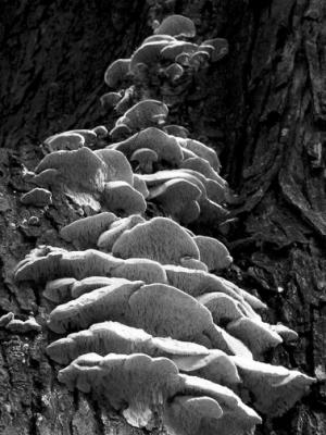 Fungus-Nestled-BW.jpg