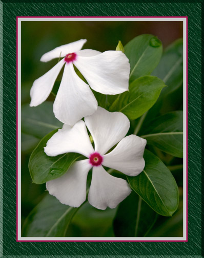 Twin-White-Flowers-FRM.jpg
