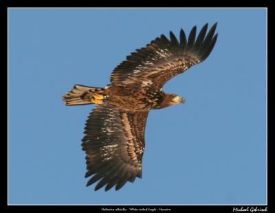 White-Tailed Eagle