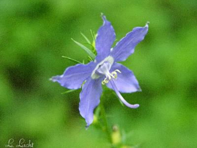 Bellfolower 108.jpg