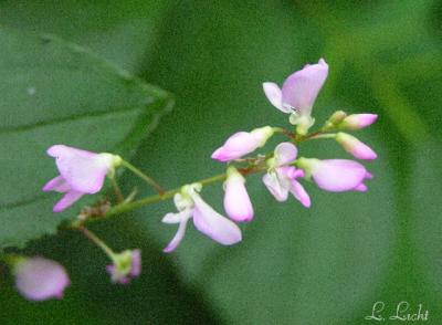 Pretty in Pink 087.jpg