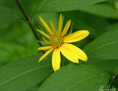 Woodland Sunflower 002.jpg