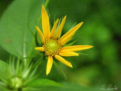 Woodland sunflower opening 115.jpg