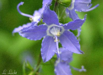 flowers_of_the_forest_4