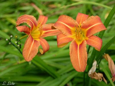 A pair of Lilies 025.jpg