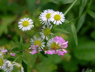 Pretty 015.jpg