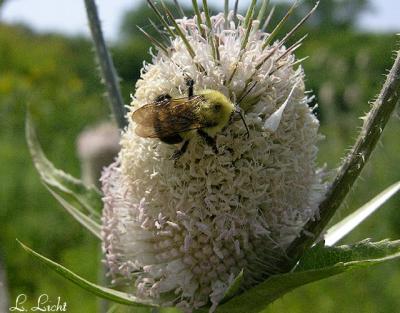 Teasel and Friend 047.jpg