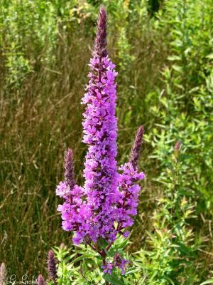 Purple Loosestrife 001.jpg