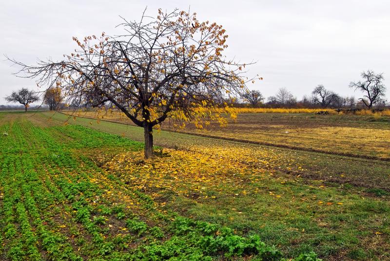 A Tree II