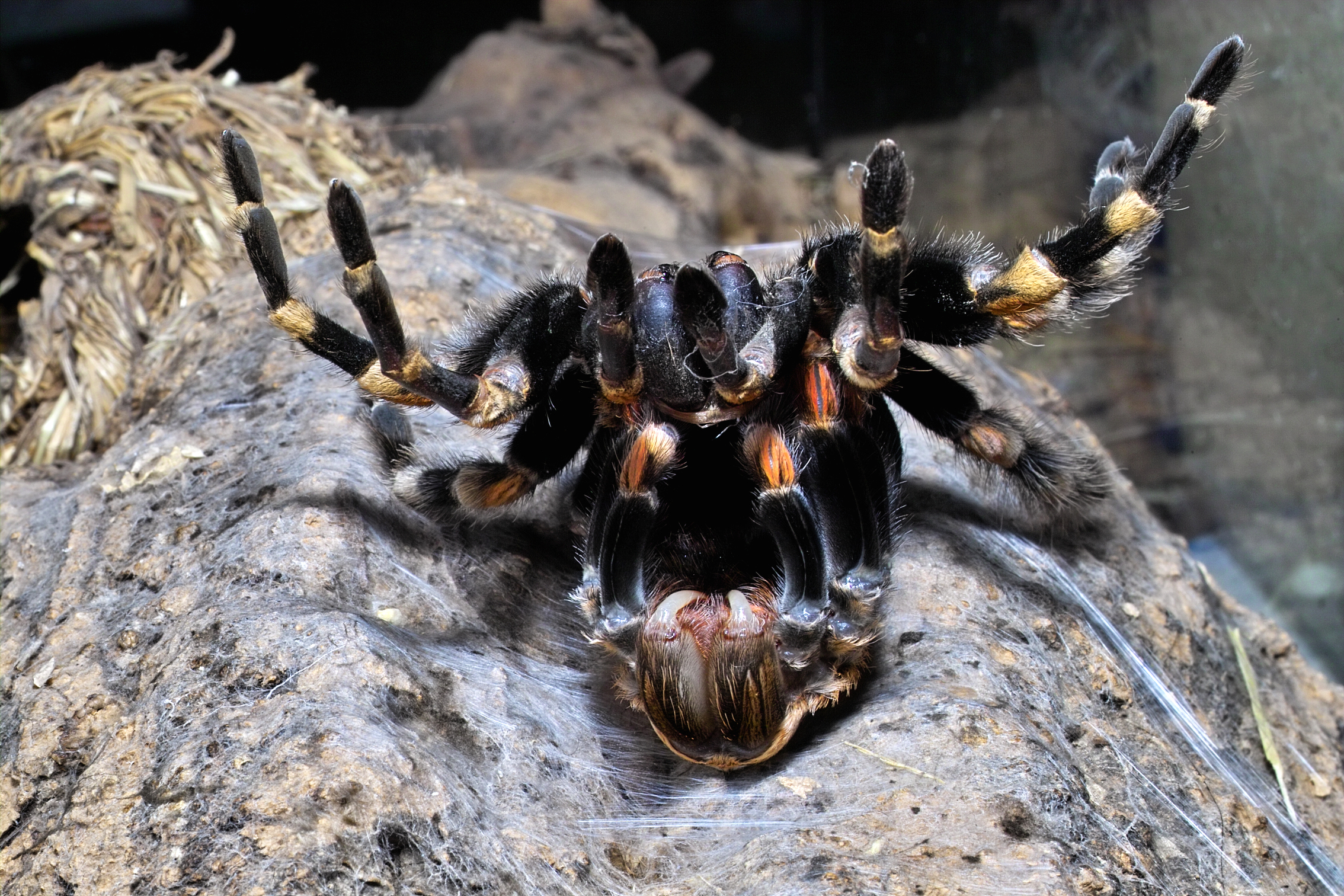 Brachypelma smithi