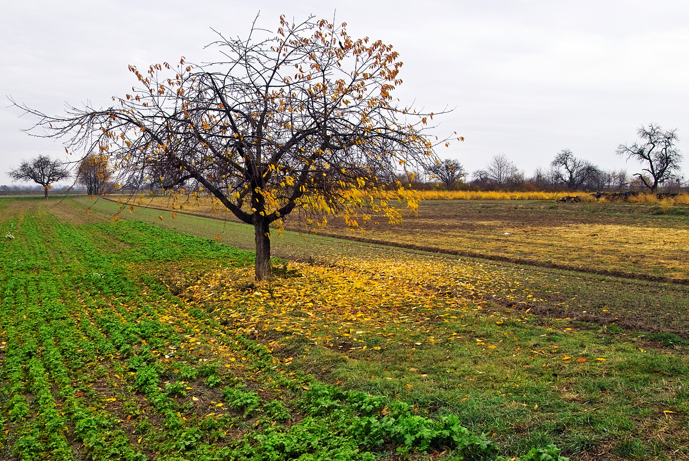 A Tree II