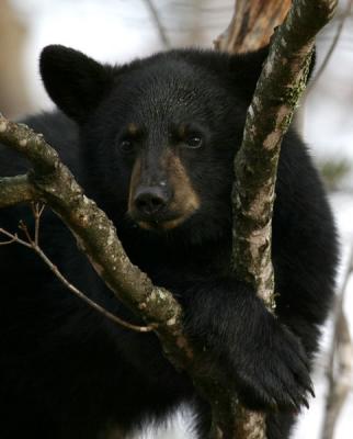black-bear-d0512.jpg