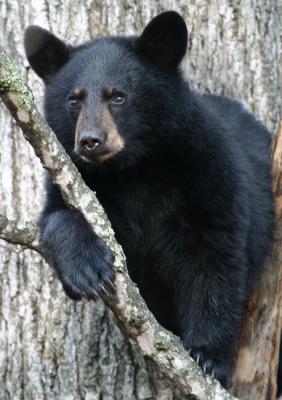 black-bear-d0523.jpg