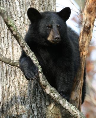 black-bear-d0525.jpg