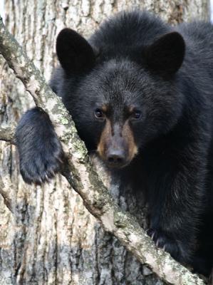 Black Bear Cub