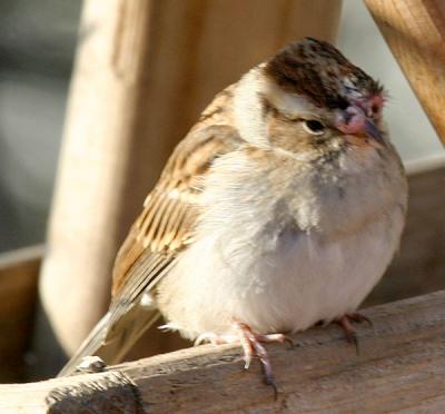 chipping-sparrow-def-d0371.jpg