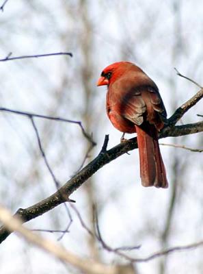 cardinal-d0348.jpg